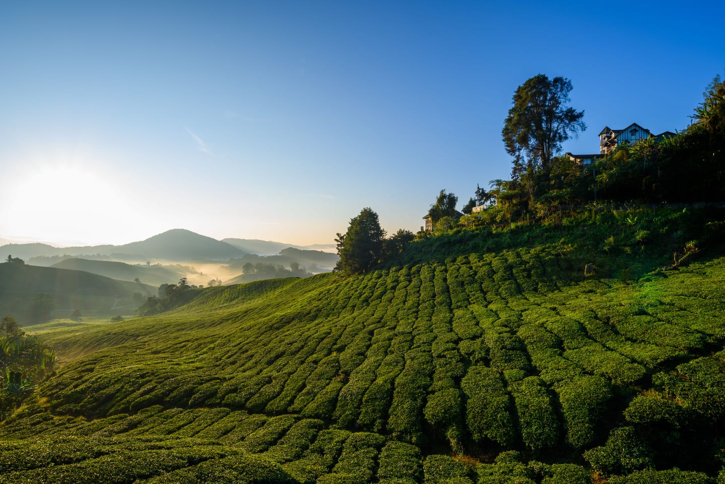 Les plantations de thé dans la brume des Cameron Highlands.