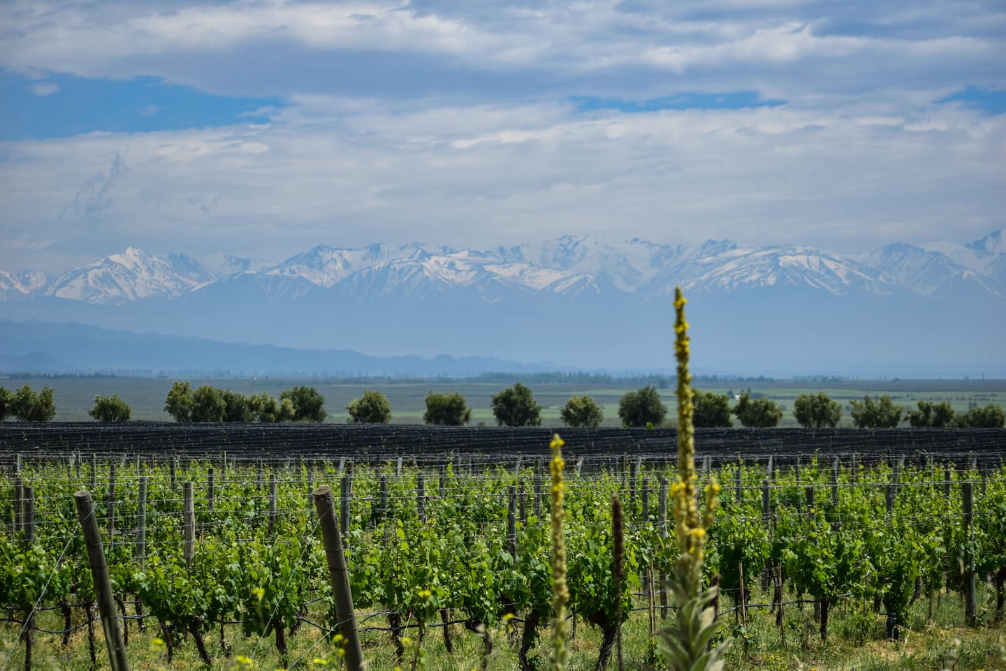 Vignobles de Mendoza, sommets des Andes au fond.