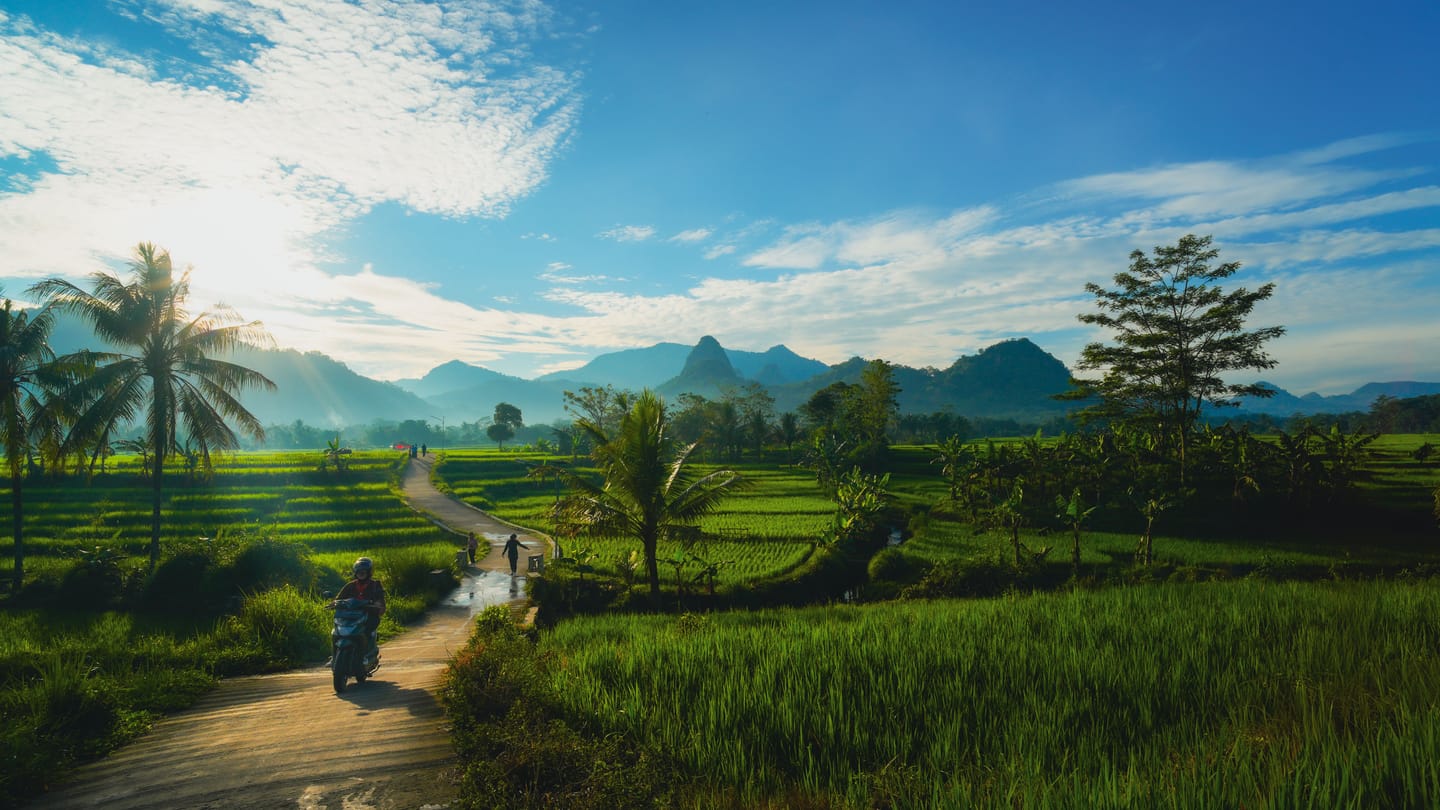 Ubud rice terraces at first light, palm trees in the morning sun.