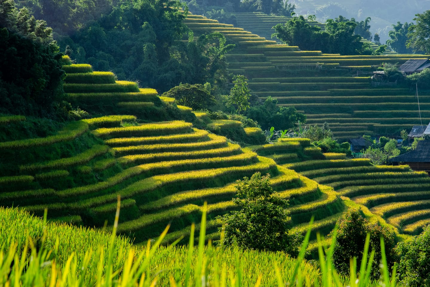 Rizières et falaises de Ninh Binh.