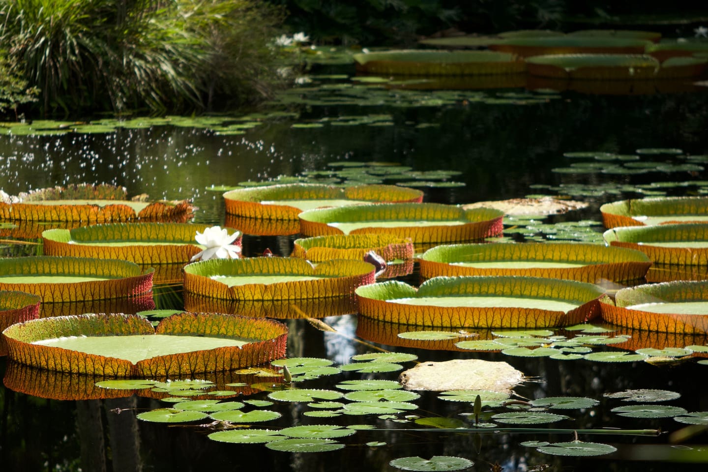 Giant water lilies at Pamplemousses garden.
