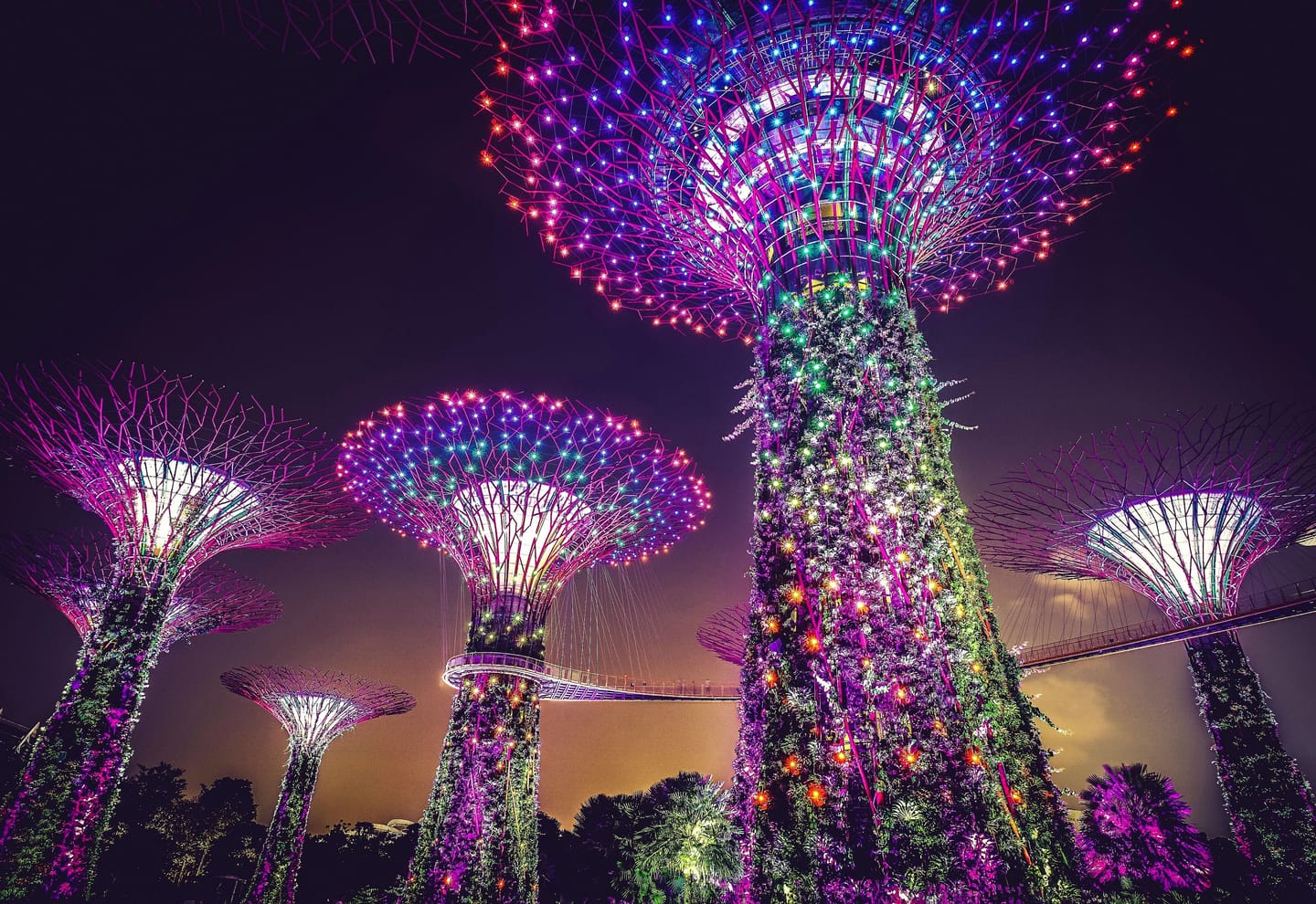 Les supertrees illuminés à la nuit tombée.