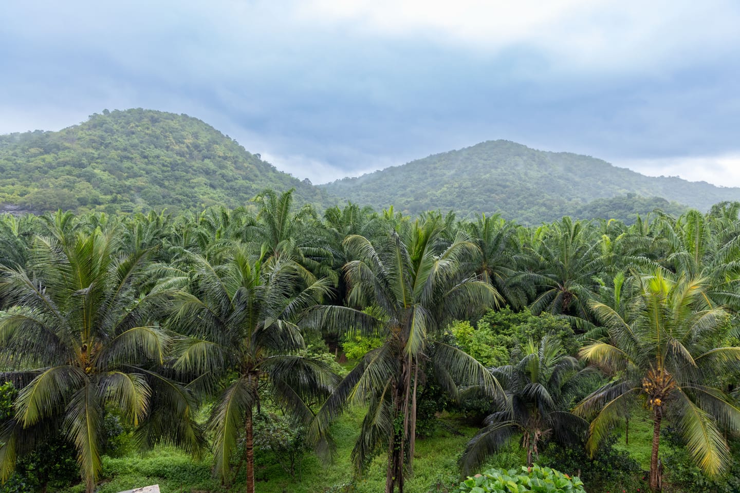 Forêt de palmiers de la Vallée de Mai, Praslin.