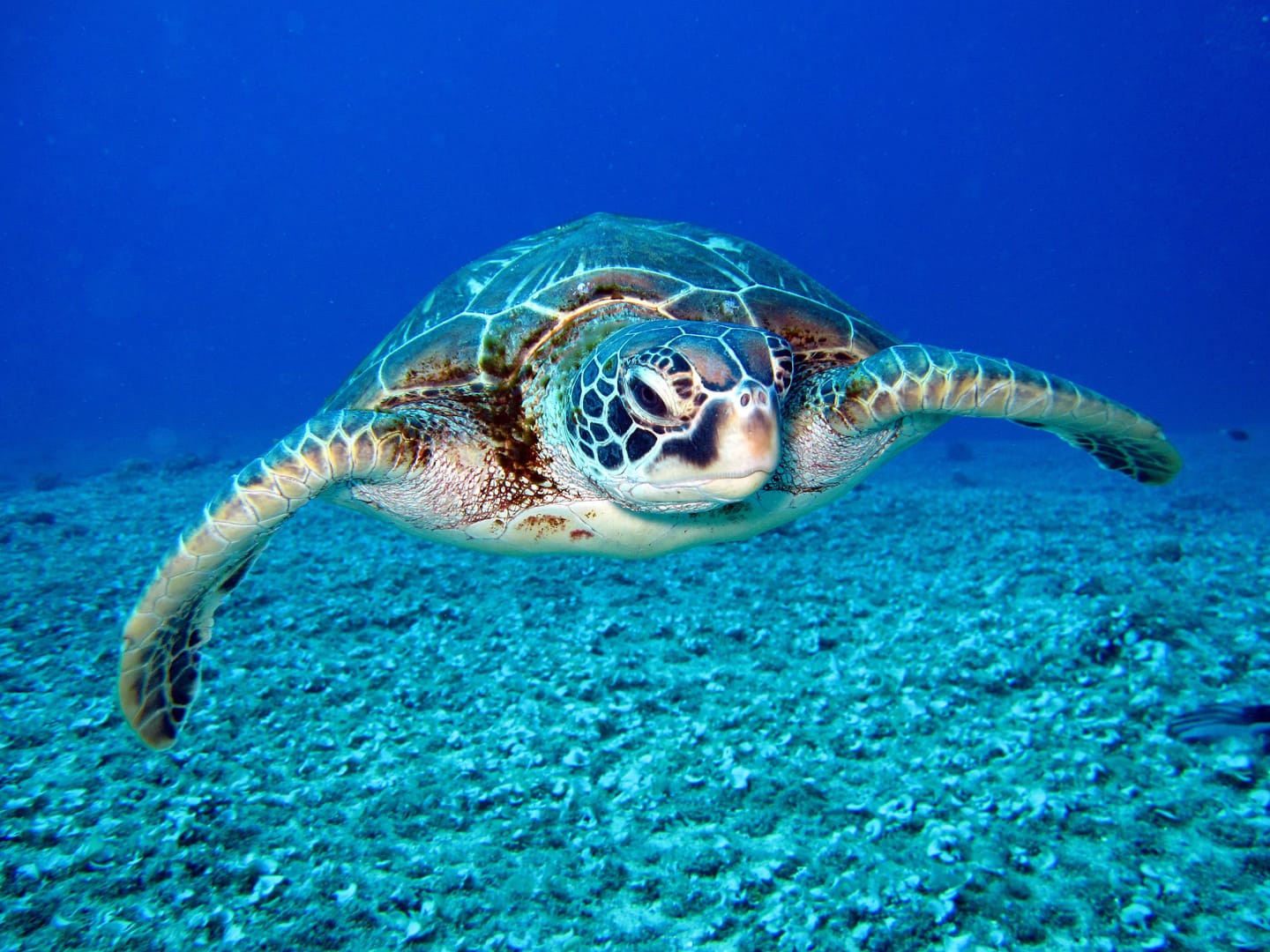 Lagon turquoise et tortue de mer vus du ciel.